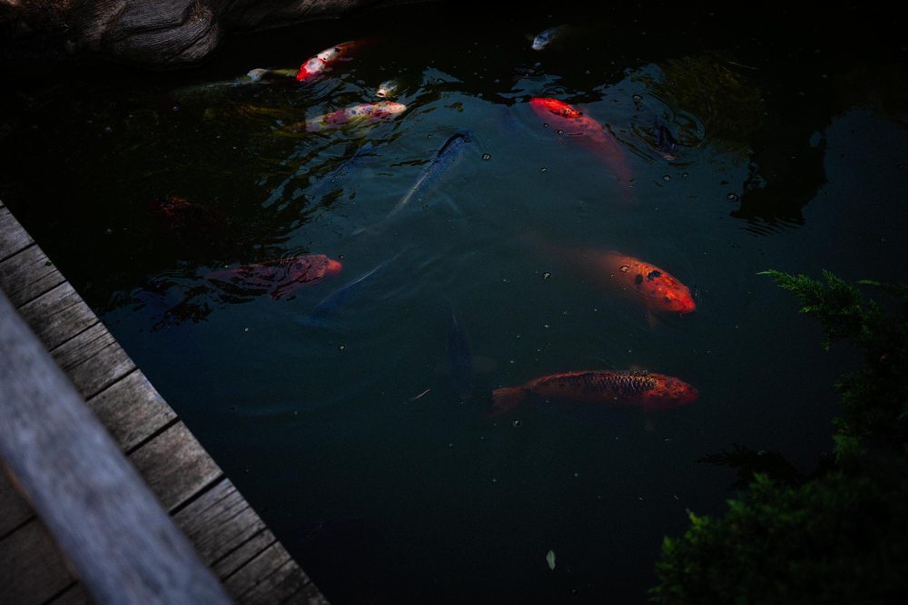 penempatan kolam ikan minimalis